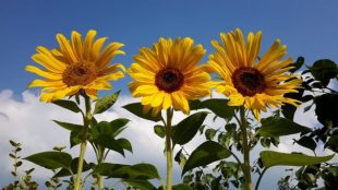 Polyamorie voor beginners - miniworkshop 18 okt
