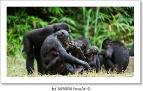 PolyBeest   - de Bonobo: make love, not war