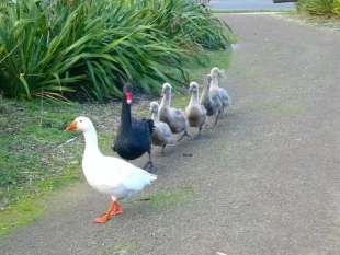 Meerouderschap bij ganzen